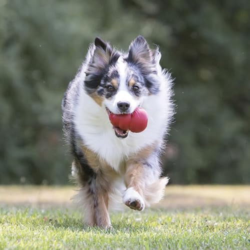 KONG Classic - Füllbares Hundespielzeug - Apportier- und Kauspielzeug für Hunde - Kann Mit Leckerlis Gefüllt Werden - Strapazierfähiges Naturkautschukmaterial - Für XXL Hunde