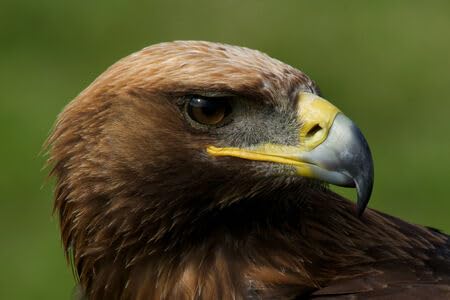 Poster Aigle Royal Gros Plan - Déco Murale Nature Sauvage, Neuf Sous Tube