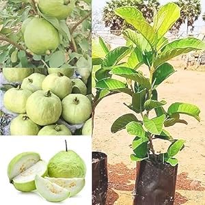 Big Planter Haybred Guava Amrud Fruits Live Plant with Pot - Grow Your Own Delicious Guavas - Pack of 1 (B0CYTB3LJS) Amazon Price History, Amazon Price Tracker