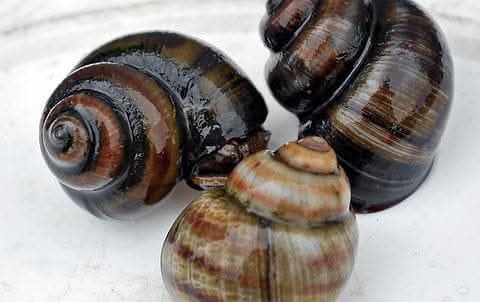 Adult Pond Snails UK BRED Trapdoor Snails EAT Algae X 5, 200 g (Pack of 1)