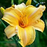Bengaleer Daylily Flower Bulbs – Sunny Orange to Yellow Blooms – Drought-Tolerant, Low-Maintenance Hardy Perennial (Zones 3–9) Fall Planting Spring Blooming