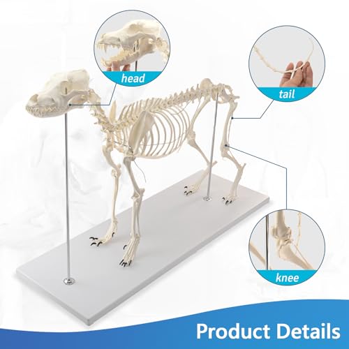 Image of NEW HORIZON Canine Skeleton Bone Model 19.3 inchx7.9 inchx13.8 inch Standard Size