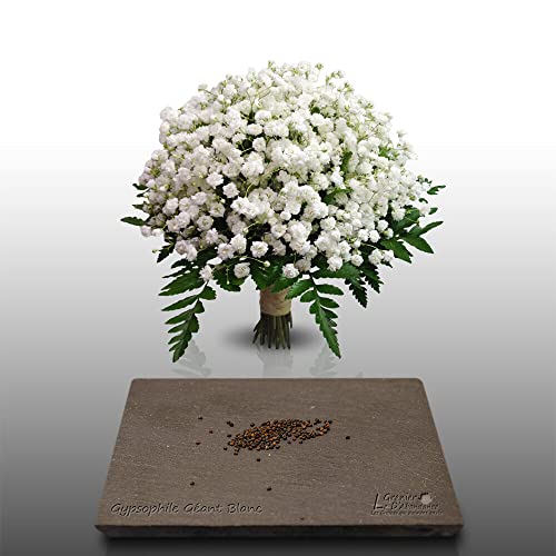 150 graines Fleurs à semer - Le Grenier d'Abondance - GYPSOPHILE Géant blanc - Gypsophila