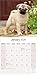 Pug 2026 Calendar | Square Wall Calendar | Dog Breed Gift | Plastic Free Packaging | by Avonside Publishing