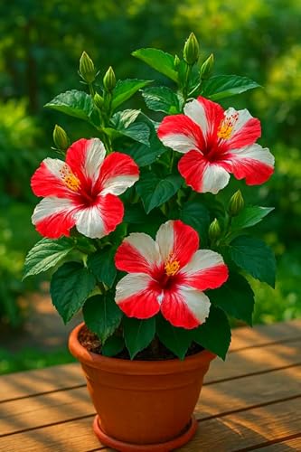 Hibisco para plantar, mezcla de flores verdes, orgánico y natural, excelente exhibición, 2 bombillas