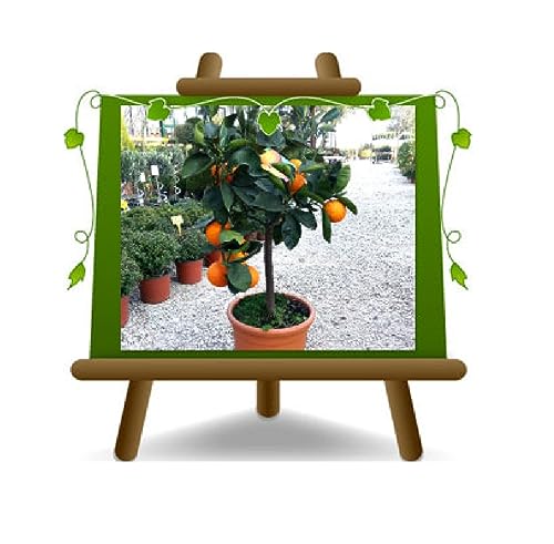 EURO PLANTS VIVAI Agrumes Orange - Navelina - Plante à fruits en pot de 35 cm Hauteur 150-160 cm