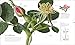 The Science of Plants: Inside Their Secret World (DK Secret World Encyclopedias)