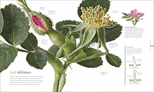 The Science of Plants: Inside Their Secret World (DK Secret World Encyclopedias) - Image 11