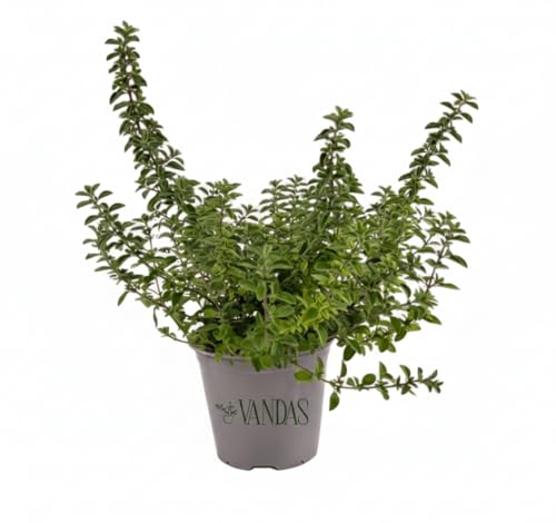 VANDAS Origano Comune – Pianta Aromatica Mediterranea | Foglie Profumate Ideali per Cucina | Vaso 12.5cm | Facile da Coltivare | Made in Italy