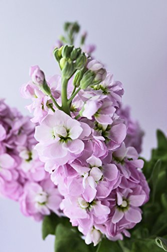 Creative Farmer Flower Seeds : Stocks Mammoth Mix Seasonal Flowering Plants Garden [Home Garden Seeds Eco Pack] Plant Seeds (B078R9RMXY) Amazon Price History, Amazon Price Tracker