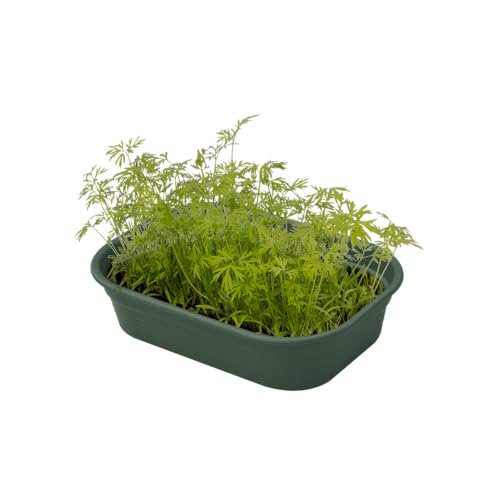 Elho Green Basics Anzucht Schale S - Laubgrün - Drinnen & Draußen - L 23.9 x W 19.2 x H 6.1 cm