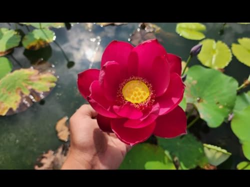 Live Water Lily Plant with Red Blooms in Blue Containers, Outdoor (pack of 1)