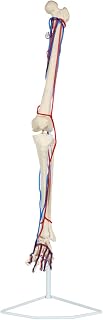 Axis Scientific Leg Skeleton with Vasculature Anatomy Model - Life-Size Human Leg Skeleton, Human Anatomy System Miniature, Demonstration Skill, Educational Model