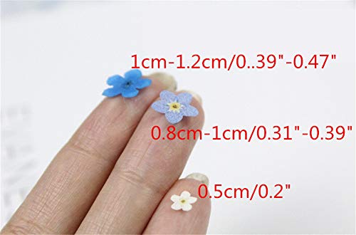 50pcs flores secas prensadas para manualidades variadas miniatura 2