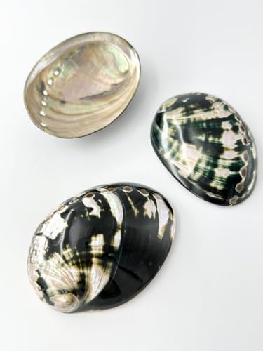 アワビ貝シェル 大型 ディスプレイ用 1枚