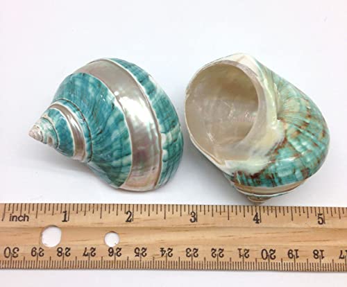 Image of PEPPERLONELY 2 PC Natural Middle Hermit Crab Shells, Banded Green Blue Gade Turbo, 2 Inch ~ 2-1 /2 Inch