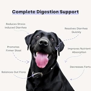 Kayode ultimate digestion Fast acting anti diarrhea dog chews Dog fart remedy Digestive enzymes for dogs easy stool firmer for dogs Led with safe pumpkin for dogs   cucciolini doodles