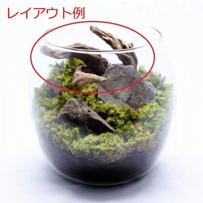 天然流木　レイアウト　奇跡の曲線美　コケリウム Amazon | ジェックス GEX 天然流木 アクアリウム テラリウム
