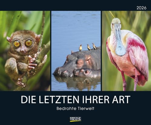Bedrohte Tierwelt, die letzten ihrer Art - Kalender 2026 - Art-Format - Korsch-Verlag - Fotokalender - Naturfotografie - 55 cm x 45,5 cm