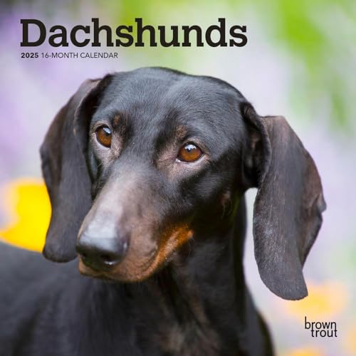 Dachshunds | 2025 7 x 14 Inch Monthly Mini Wall Calendar | BrownTrout | Animals Dog Breeds