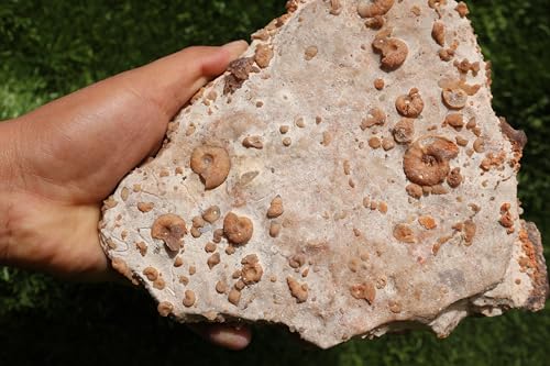 Image of Ammonites & Gastropods Plate Cretaceous Fossils Fossils from Morocco Fossil Rock ammonites Fossil from Morocco A201