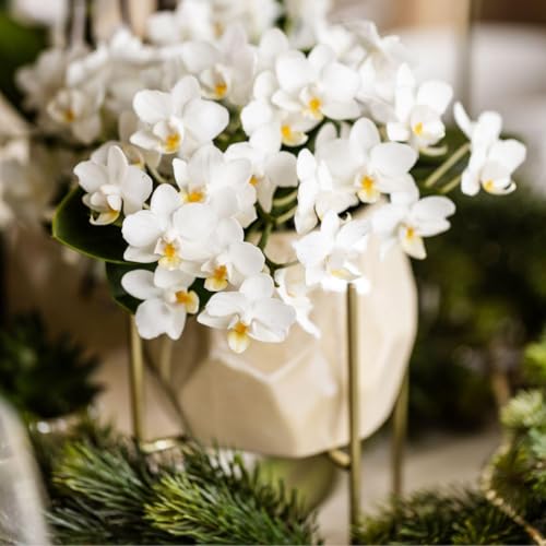 Orchidée blanche Nazaré fraîche pour un décor sans faux pas - 4