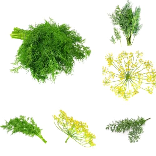 Semi di aneto, prodotti sostenibili, Aneto graveolens, semi di medicinali per giardino di aromatiche balcone con letto di aromatiche 300pcs