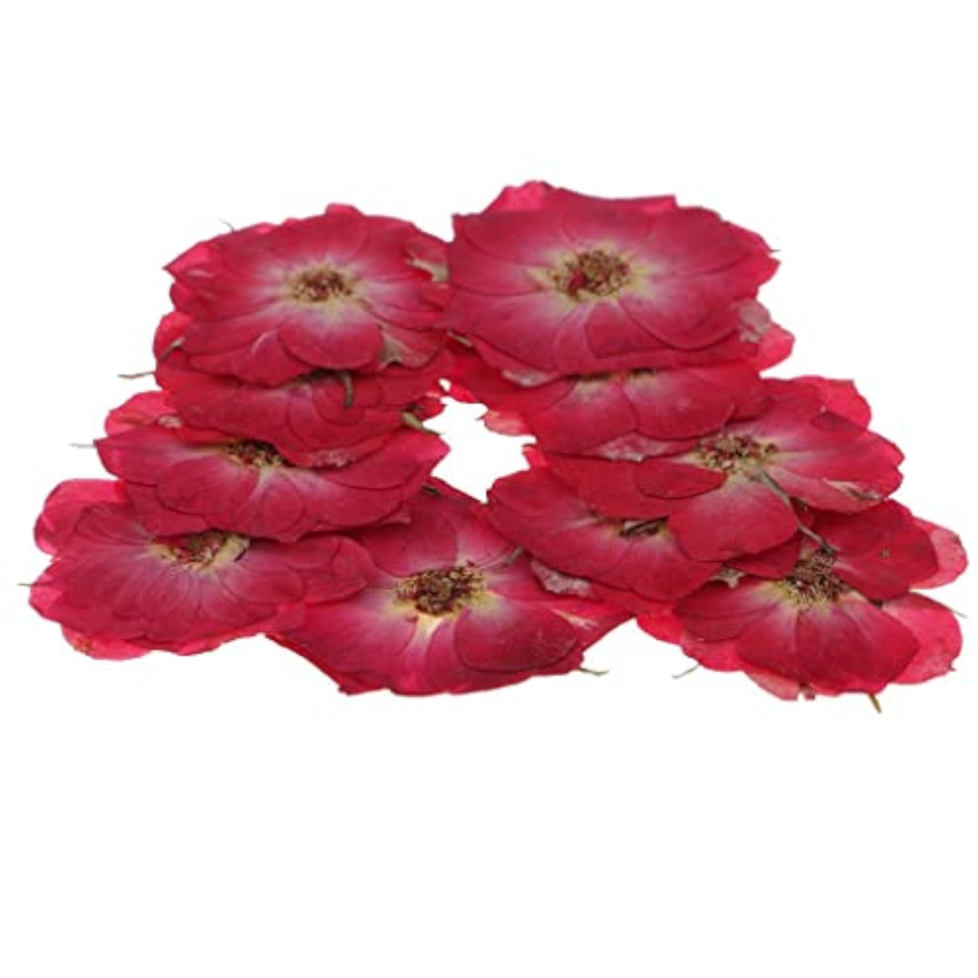 Dried Pressed Flowers for DIY Scrapbooking Crafts Red Rose