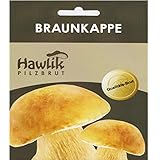 Qualität die man schmeckt! Frische Produkte ohne Zusätze oder Dünger. Hier kennen Sie die Herkunft. Der Limonen-Pilz eignet sich mit seinem leicht rettig artigen Geschmack für sehr viele Gerichte