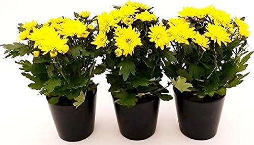 CRISANTEMO GIALLO, vaso 12cm Made In Italy Terre Romagna