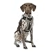 Kurgo Journey Air Dog Harness - Secure Fit for Active Dogs - Padded Chest - Lightweight Ripstop Fabric - Breathable Mesh - Reflective Trim - Back Assist Handle - Black - Medium