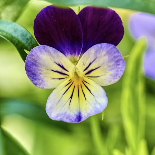Seed Needs Johnny Jump Up Seeds for Planting Violas - Heirloom & Open Pollinated Flowers to Plant a Butterfly Garden Filled with Edible Blooms for Garnishing (1 Pack)