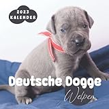 deutsche dogge welpen bayern  Deutsche Dogge Welpen Kalender: 18-Monats-Kalender von Juli 2022 bis Dezember 2023 - Behalten Sie den Überblick über wichtige Details, Notizen und Termine