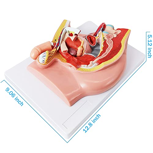 Image of HADWYN Male Pelvis Reproductive Anatomy Model,Life Size 5-Parts Pelvis Model on Baseboard, Muscular,Urinary,Reproductive System,Anatomy Medical Model for Science Education with Detailed Product Manual