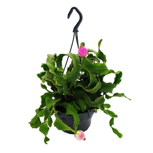 Exotenherz Epiphyllum guatemalense var. monstrose - hängender Blattkaktus - Schwert-Kaktus - 14cm Ampeltopf