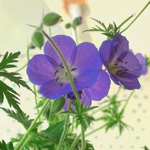 Semi di Geranio, semi di selvatici Geranio wilfordii, autunnali copertura del terreno per gli ospiti con semi di resistenti per il giardino 600pcs