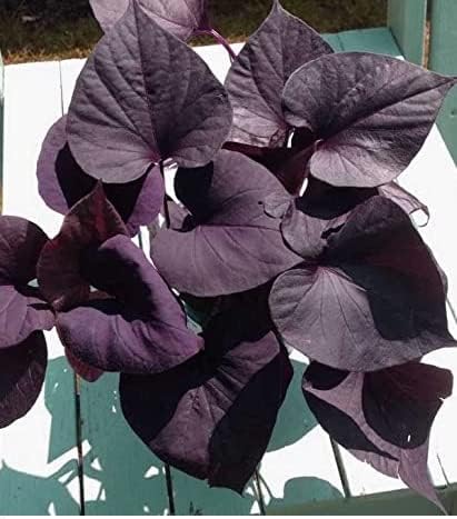 Uganio plant Purple Sweet Potato Vine Ornamental LIVE Plants for Garden | wall garden | hanging | creeper | indoor/outdoor Plant (1 Live plant in poly bag) (B0C8DWZ1BY) Amazon Price History, Amazon Price Tracker