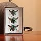 TAXIBUGS 3 Stück Authentic Jewel Beetles (Sternocera Aeguisignata) Open Wings Montiert Insekten Tiere Taxidermie in einem eleganten 3D Holzrahmen/Objektrahmen handgefertigt