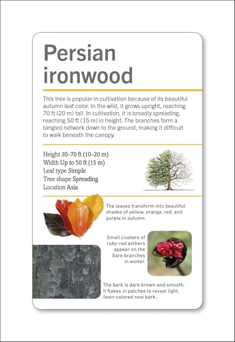 Our World in Pictures Trees of the World Flash Cards (DK Our World in Pictures) - Image 11