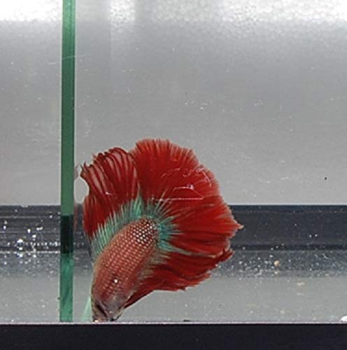 Quinn's Fins- Live Doubletail Betta
