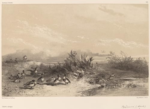 Cuadro en Lienzo Karl Bodmer Anatre selvatiche Arte Decorativo 60x90cm