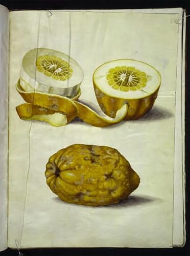 Cuadro en lienzo de Citrus Medica por Hans Simon Holtzbecker para decorar salones, 60x90cm
