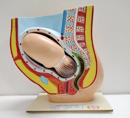 Image of ISKO Study Model Human Female Pelvis Section Pregnancy Anatomical Model Anatomy Model Pregnancy Pelvis Female Pelvis Model Fetus