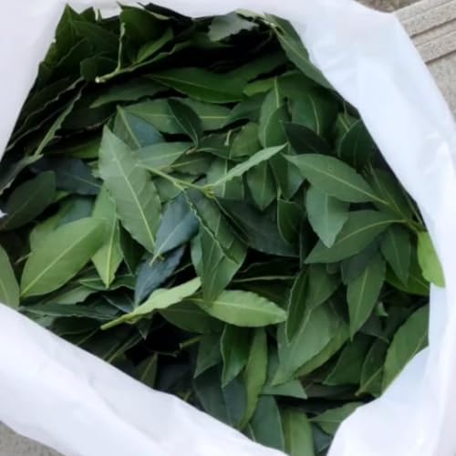 Bay Leaf Plant Live, Bay Laurel Tree Live Plant, Laurus Nobilis Sweet Bay Leaf Tree for Planting Indoor Outdoor