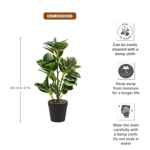 Image of Habere India-All the Cultures Fabricating India Artificial Plant with Pot for Home Decor | Fake Plants for Living Room Decoration | Artificial Plants for Decoration (Design 03; L22 x W17 X H38 cm)