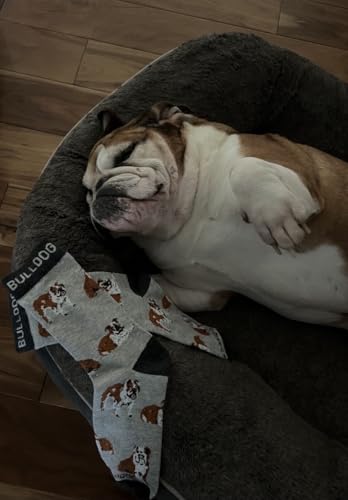 Image of WHD American Bull Dog Crew Socks for Women & Men | Gift for Dog Lovers, Cute Pet Socks