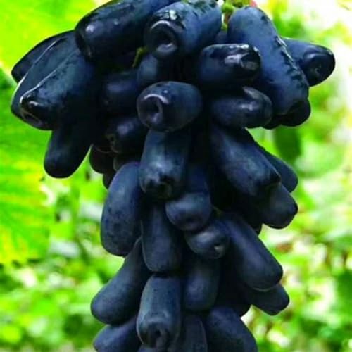 Uva ursina compresse,Elegante,Uva Fragola Nera,perenne.Adaptable. Resistente al frío.Puro amor.-2Rizomas-I