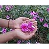 Live Sadabahar Vinca Roseus Pink Colour Flower Plant I