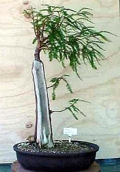 Bald Cypress 20 Seeds-Taxodium Distichum-Bonsai/Outdoor : Amazon.de: Garden