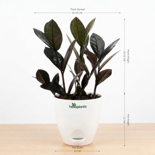Image of ZZ Black Raven Plant Zamioculcas Zamiifolia Live Indoor Plant Air-Purifying Exotic Dark Foliage for Office and Home in a 4-Inch Self-Watering Matte White Pot